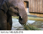 Слон, играющий с елкой. Стоковое фото, фотограф Гавриил Григоров / ТАСС / Фотобанк Лори