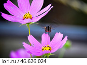 Бабочка-колибри во время сбора цветочного нектара. Стоковое фото, фотограф Юрий Смитюк / ТАСС / Фотобанк Лори