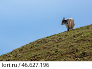 Пасущийся як на горном склоне. Стоковое фото, фотограф Марина Лысцева / ТАСС / Фотобанк Лори