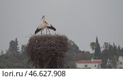 White storks in the nest, Portugal. Стоковое видео, видеограф Михаил Коханчиков / Фотобанк Лори