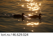 Утки, плывущие по воде, на закате. Стоковое фото, фотограф Наталия Федосенко / ТАСС / Фотобанк Лори