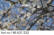Plum flowers on tree in sunny day. Стоковое видео, видеограф Михаил Коханчиков / Фотобанк Лори