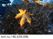 Желтый кленовый лист, припорошенный снегом. Стоковое фото, фотограф Владимир Смирнов / ТАСС / Фотобанк Лори