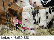 Коровы, жующие сено. Стоковое фото, фотограф Сергей Савостьянов / ТАСС / Фотобанк Лори