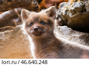 Лисенок. Стоковое фото, фотограф Юрий Смитюк / ТАСС / Фотобанк Лори