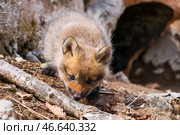Лисенок. Стоковое фото, фотограф Юрий Смитюк / ТАСС / Фотобанк Лори