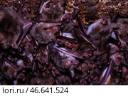 Летучие мыши. Стоковое фото, фотограф Андрей Рубцов / ТАСС / Фотобанк Лори