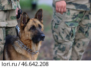Служебная собака у ног кинолога. Стоковое фото, фотограф Александр Река / ТАСС / Фотобанк Лори