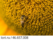 Пчела, собирающая пыльцу с подсолнуха. Стоковое фото, фотограф Иван Губский / ТАСС / Фотобанк Лори