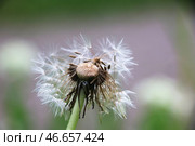 Отцветший одуванчик. Стоковое фото, фотограф Ксения Левченко / ТАСС / Фотобанк Лори