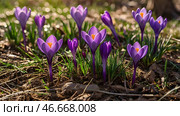 The first spring flowers. Purple crocuses (lat. Crocus) close-up in the morning sunlight. Стоковое AI-изображение, AI-художник Photojuli / Фотобанк Лори
