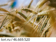 Колосья. Стоковое фото, фотограф Сергей Елагин/Бизнес Online / ТАСС / Фотобанк Лори