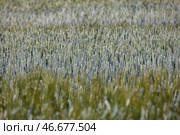 Колосья пшеницы. С. Стоковое фото, фотограф Елагин/Бизнес Online / ТАСС / Фотобанк Лори