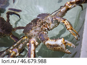 Живой камчатский краб. Стоковое фото, фотограф Сергей Петров/NEWS.ru / ТАСС / Фотобанк Лори