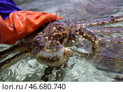 Камчатский краб в руке. Стоковое фото, фотограф Сергей Петров/NEWS.ru / ТАСС / Фотобанк Лори
