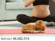 Милый забавный котик и его беременная владелица занимаются йогой дома. Стоковое фото, фотограф Pixel_shot / Фотобанк Лори