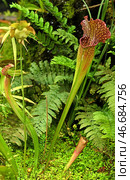 Sarracenia, genus of carnivorous plants. Plant's leaves have evolved into funnel or pitcher shape in order to trap insects. Стоковое фото, фотограф Валерия Попова / Фотобанк Лори
