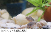 Two catfish in a vibrant aquarium. Стоковое видео, видеограф Ольга Хорошунова / Фотобанк Лори