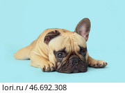 Милый французский бульдог лежит на голубом фоне. Стоковое фото, фотограф Pixel_shot / Фотобанк Лори
