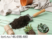 Лопата с почвой и суккулентными растениями на зеленом деревянном фоне, крупным планом. Стоковое фото, фотограф Pixel_shot / Фотобанк Лори