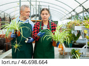 Two gardener are standing with flower Chlorophytum near plants. Стоковое фото, фотограф Яков Филимонов / Фотобанк Лори