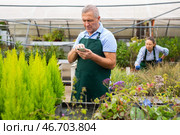 Serious male florist in uniform searching info about plant Cupressus Goldcrest Wilma on mobile phone in glasshouse. Стоковое фото, фотограф Яков Филимонов / Фотобанк Лори