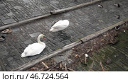 Лебеди с птенцами и утки на берегу озера Маджоре. Швейцария. Май. Swans with chicks and ducks on the shore of Lake Maggiore. Switzerland. May. Стоковое видео, видеограф Горшков Александр / Фотобанк Лори