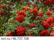 Гроздья рябины обыкновенной (Sorbus aucuparia L.) на дереве. Стоковое фото, фотограф Pukhov K / Фотобанк Лори
