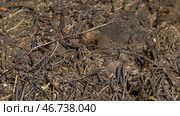 Close up view of ants on stone, Carpenter ant, Camponotus herculeanus. Стоковое фото, фотограф David Kashakhi / Фотобанк Лори