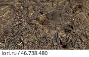 Close up view of ants on stone, Carpenter ant, Camponotus herculeanus. Стоковое фото, фотограф David Kashakhi / Фотобанк Лори