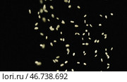 Close-up of white sesame seeds falling down on the black background. Стоковое фото, фотограф David Kashakhi / Фотобанк Лори