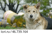 Sad beige dog-mongrel on a leash is . Стоковое фото, фотограф David Kashakhi / Фотобанк Лори