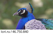 Peacocks sitting on branch in forest. Стоковое видео, видеограф Михаил Коханчиков / Фотобанк Лори