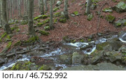 Stream in beech forest in mountains at spring. Стоковое видео, видеограф Михаил Коханчиков / Фотобанк Лори