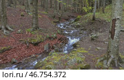 Stream in beech forest in mountains at spring. Стоковое видео, видеограф Михаил Коханчиков / Фотобанк Лори