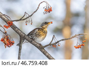Дрозд на ветке с ягодами. Стоковое фото, фотограф Илья Бурыкин / Фотобанк Лори