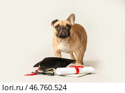 Милый французский бульдог с академической шапочкой, дипломом, книгой и очками на сером фоне. Стоковое фото, фотограф Pixel_shot / Фотобанк Лори