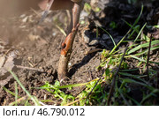 A gardener joins two branches of a scion and rootstock of a fruit tree for fusion. Carrying out grafting of garden trees in spring. Стоковое фото, фотограф Коханова Наталья / Фотобанк Лори