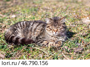 A gray tabby kitten, squinting his eyes, basks in the sun while lying on the grass. Стоковое фото, фотограф Коханова Наталья / Фотобанк Лори