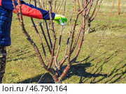 Fertilizing fruit trees. A gardener scatters nitrogen fertilizer granules on the ground near a tree in an orchard. Стоковое фото, фотограф Коханова Наталья / Фотобанк Лори