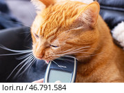 Belarus, Minsk - 11.01.2025: A curious cat is intently looking at a nokia cell phone device. Редакционное фото, фотограф Аксенова Вера / Фотобанк Лори