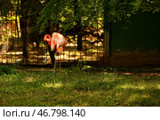 Красивый фламинго в зоологическом саду. Стоковое фото, фотограф Pixel_shot / Фотобанк Лори