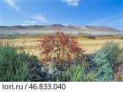 Ревень татарский (Rheum tataricum L. f., семейство Polygonaceae). Астраханская степь, Богдинско-Баскунчакский заповедник, Ахтубинский район. Редакционное фото, фотограф Павел Просянов / Фотобанк Лори