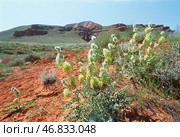 Астрагал лисий  (Astragalus vulpinus Willd ) Цветущий склон горы Богдо. Нижний Баскунчак, Ахтубинский район, Богдинско-Баскунчакский заповедник. Редакционное фото, фотограф Павел Просянов / Фотобанк Лори