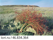 Ревень татарский Rheum tataricum L. f. (семейство Polygonaceae) . Астраханская степь, Богдинско-Баскунчакский заповедник, Ахтубинский район. Стоковое фото, фотограф Павел Просянов / Фотобанк Лори