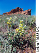 Астрагал лисий  ( Astragalus vulpinus Willd ) Цветущий склон горы Богдо. Нижний Баскунчак, Ахтубинский район, Богдинско-Баскунчакский заповедник. Стоковое фото, фотограф Павел Просянов / Фотобанк Лори