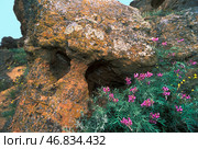 Песчанник горы Большое Богдо ( Богдинско-Баскунчакский заповедник ). Эверсмания слегка колючая – Ewersmannia subspinosa. Ахтубинский район Астраханской области. Стоковое фото, фотограф Павел Просянов / Фотобанк Лори