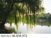 Плакучие Ивы, городской пруд ( Лебединное Озеро ), утро, домик лебедей. Астрахань. Стоковое фото, фотограф Павел Просянов / Фотобанк Лори