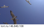 Many seagulls fly against blue sky in sunny day. Стоковое видео, видеограф Михаил Коханчиков / Фотобанк Лори
