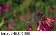Blooming pink and purple meadow and a dragonfly on the flowerbed in the garden. Creative. Close up of an insect on a soft petal of a flower. Стоковое фото, фотограф Данил Руденко / Фотобанк Лори